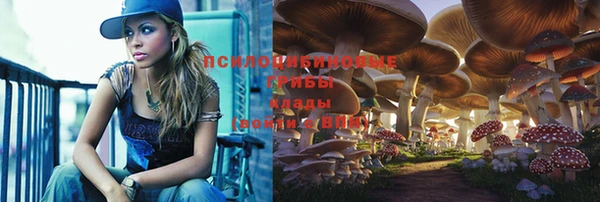 прущие грибы Абинск